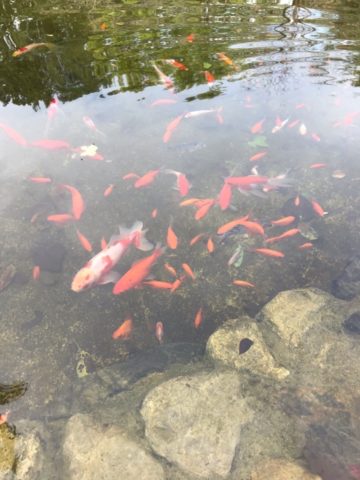 池の金魚
