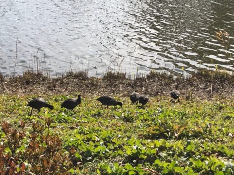 川に集まる鳥