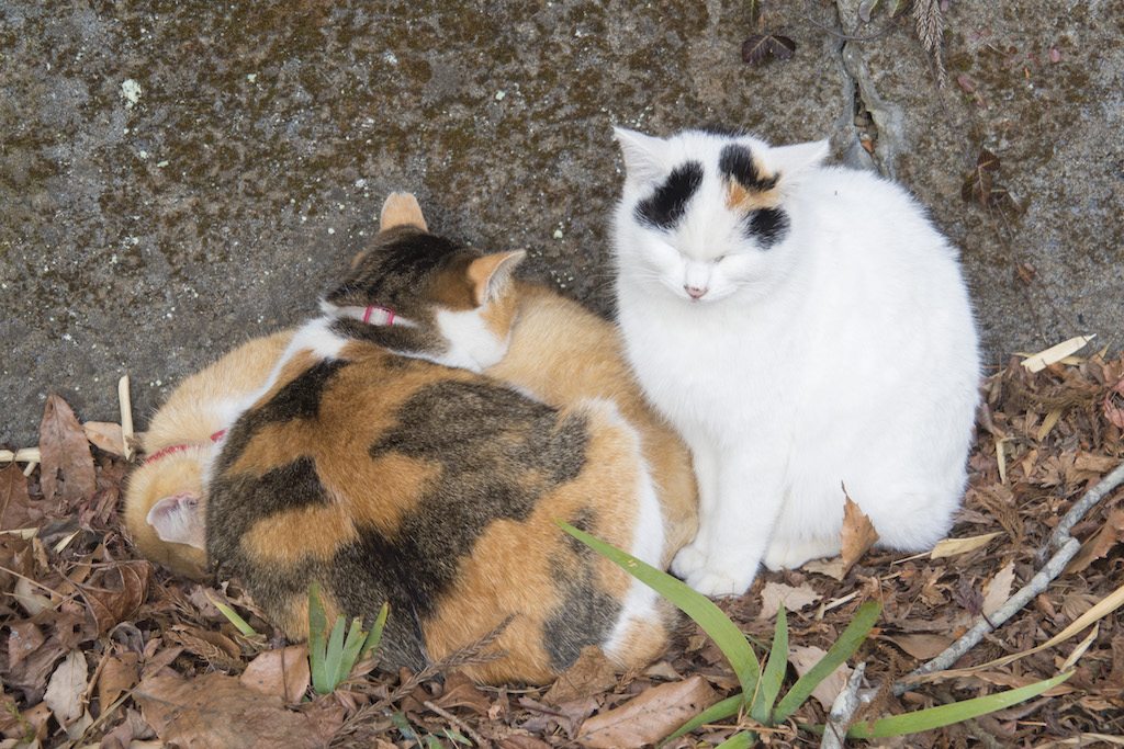 猫神社の唐沢山神社で再び寝てる猫を撮影 Nachicos Blog