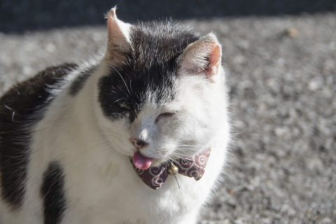 舌ペロのぶち猫