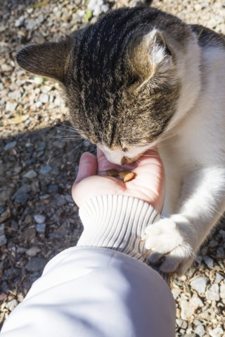 餌を食べるキジトラ白猫