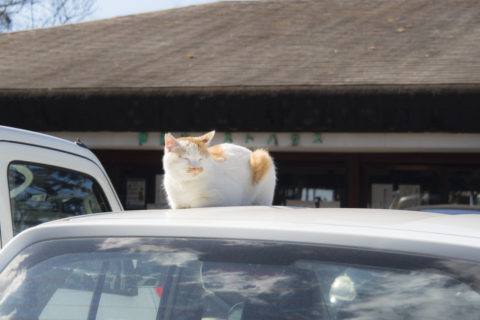 車の上の猫