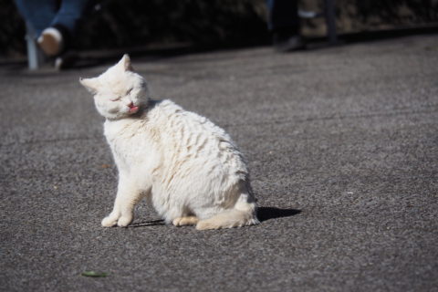 舌ペロ白猫