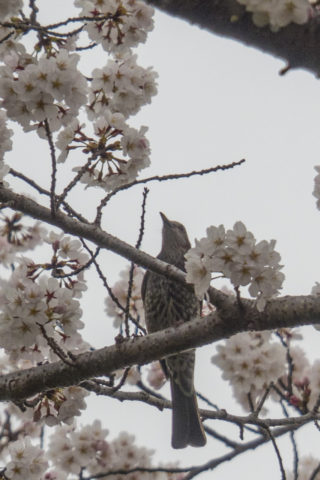 上を見るヒヨドリと桜