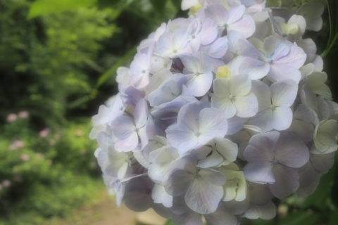 淡い色の紫陽花