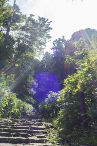 石段と紫陽花
