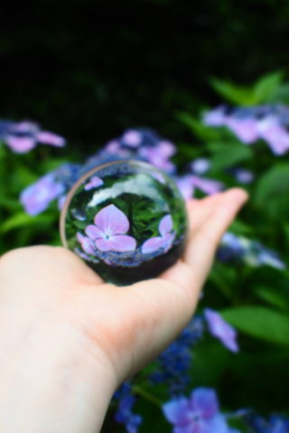 紫の紫陽花と水晶玉