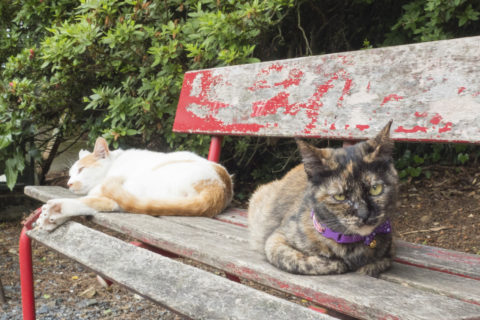 ベンチの上の猫2匹