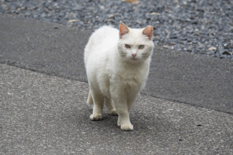 白猫さん