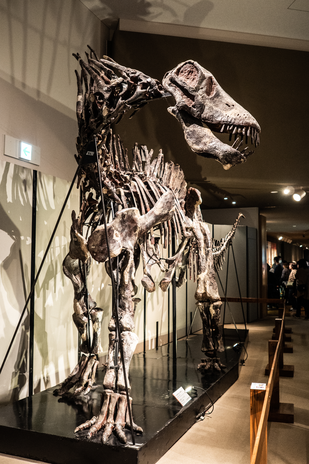 アマルガサウルスの骨