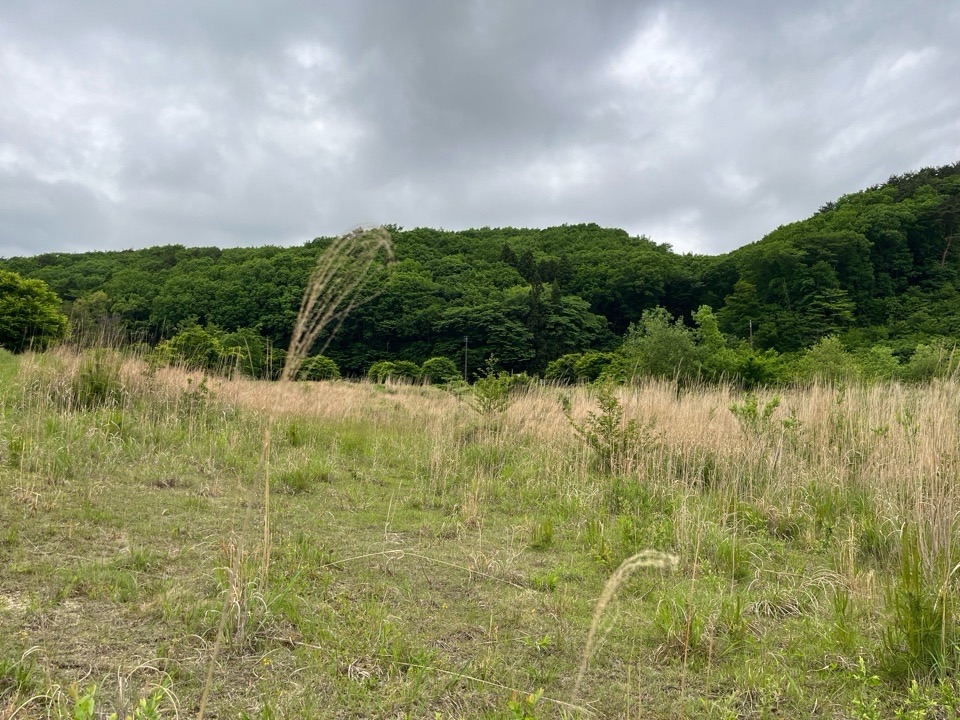 背の高いススキ