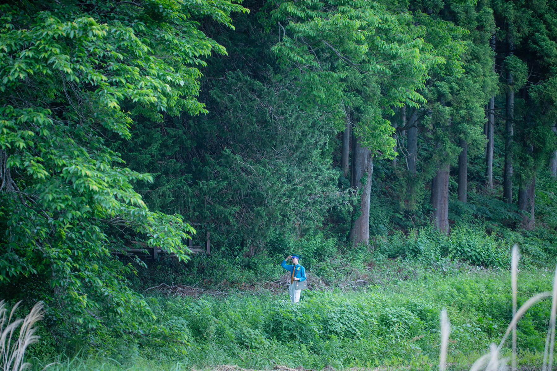 草だらけのけもの道