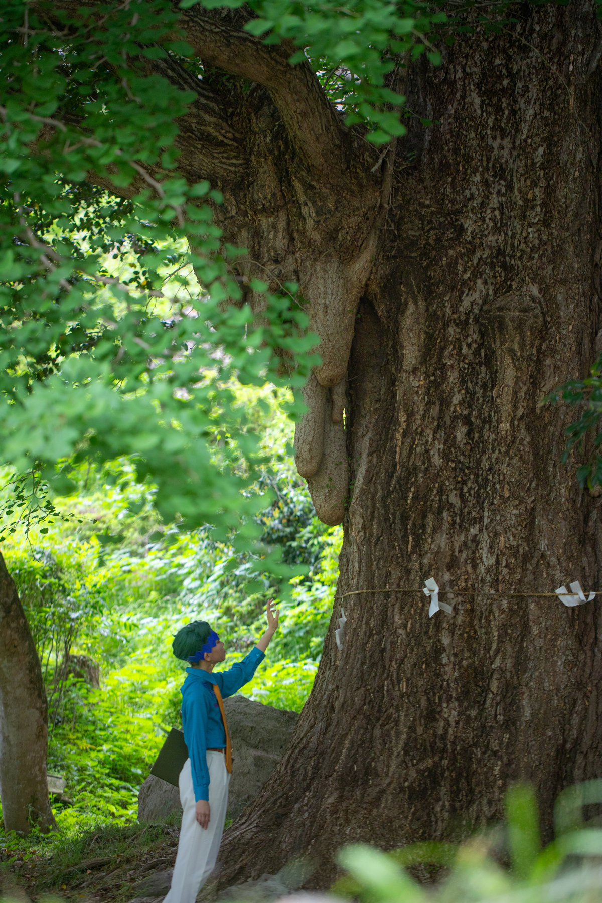 御神木のイチョウ
